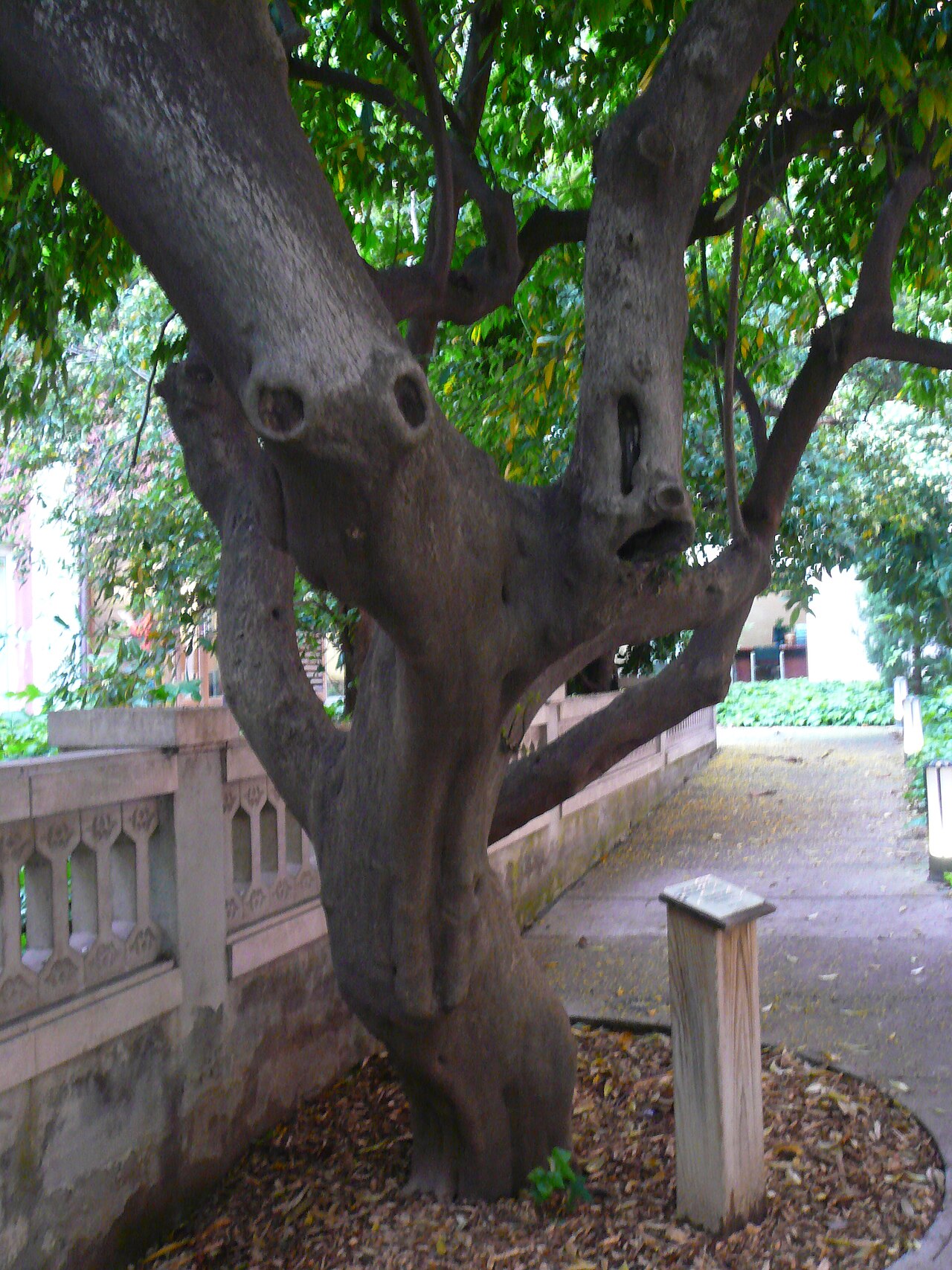 Arbre del noi mort