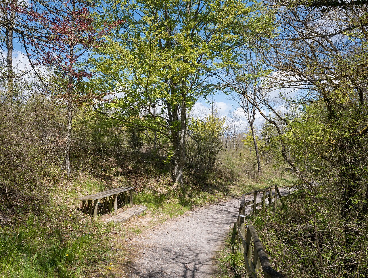 bosque de Armentia