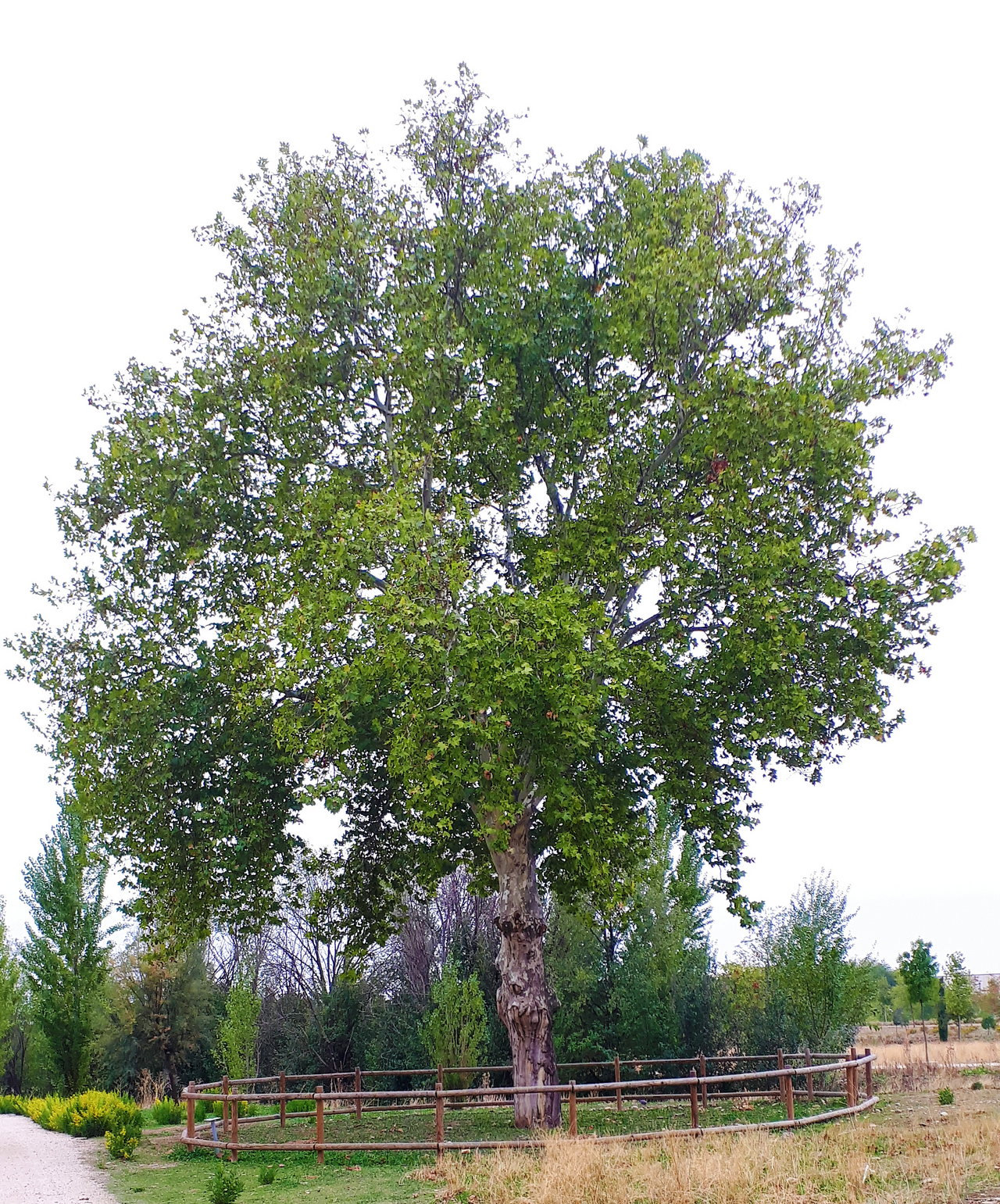 Gran Parque de Espartales