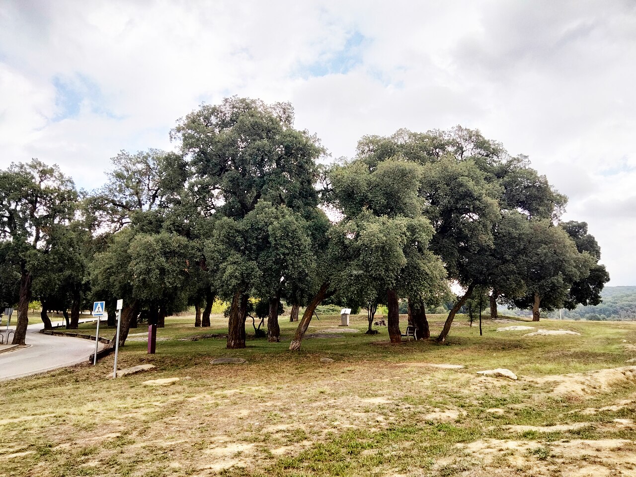 Bosc de les Alzines Sureres