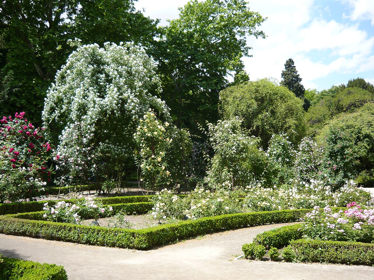 Rosaleda del Real jardín botánico de Madrid