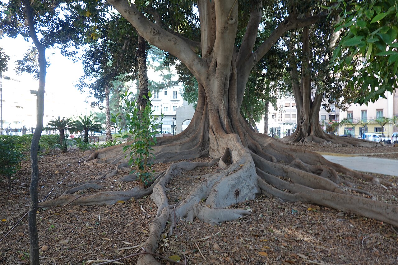 Jardín de Floridablanca
