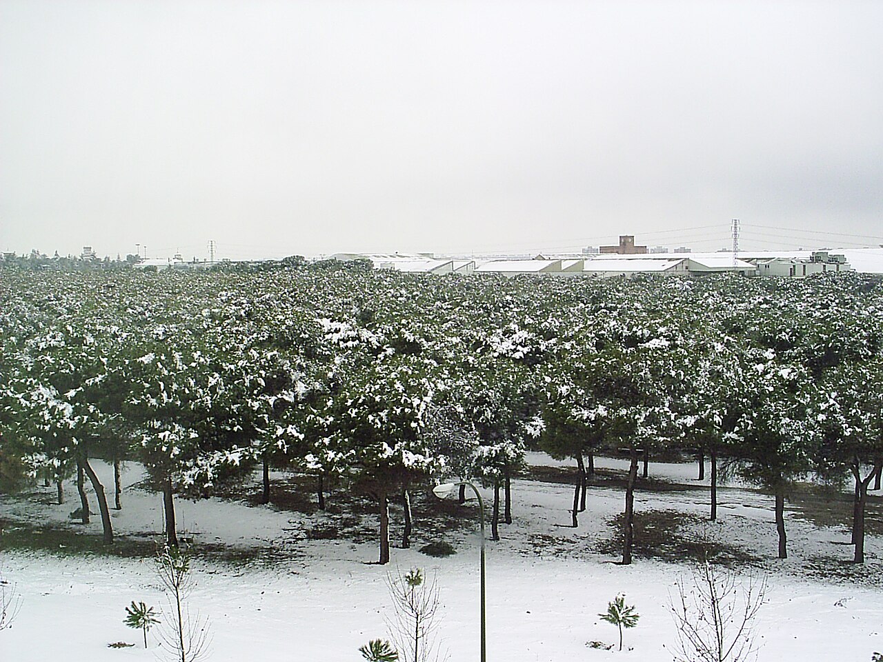 Pinar de San José