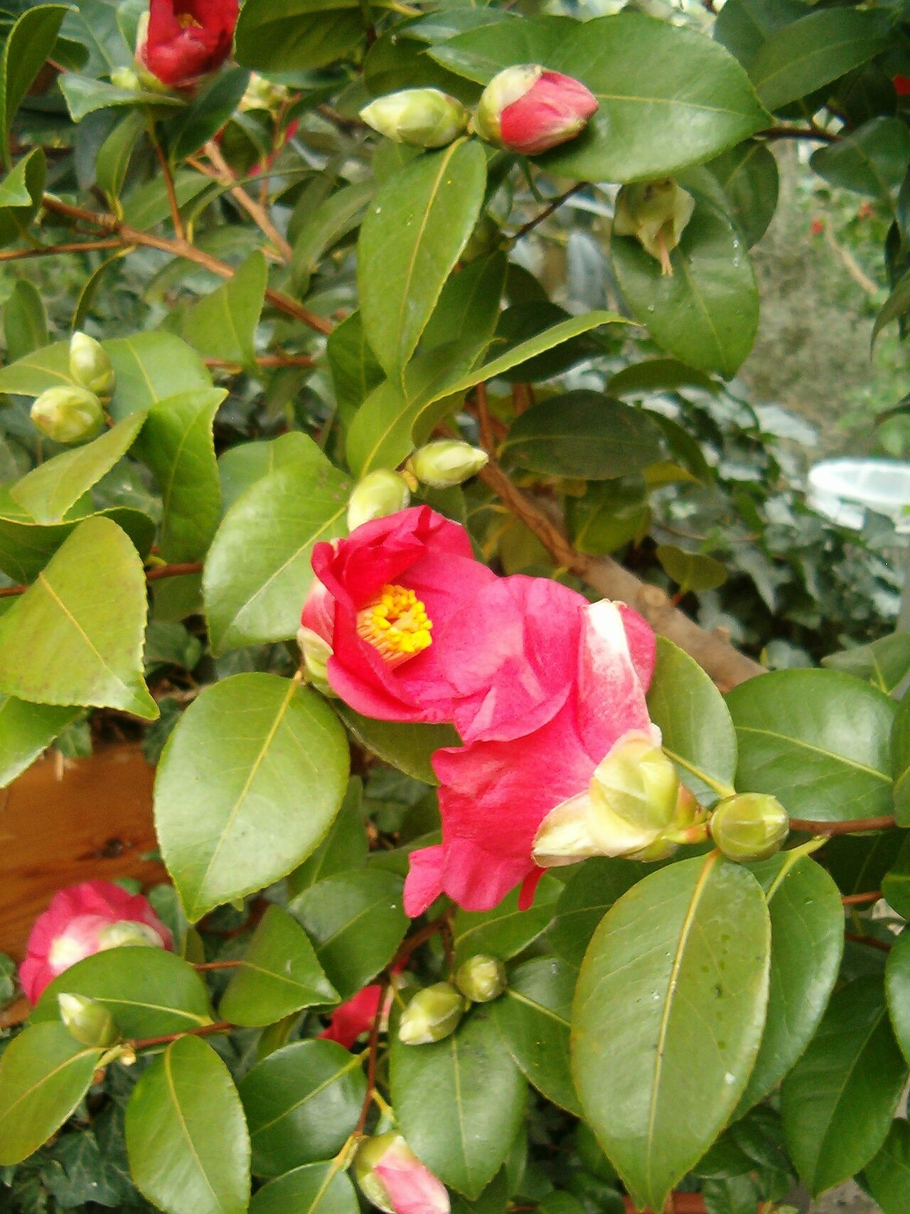 Jardín Botánico de la Universidad de Santiago de Compostela