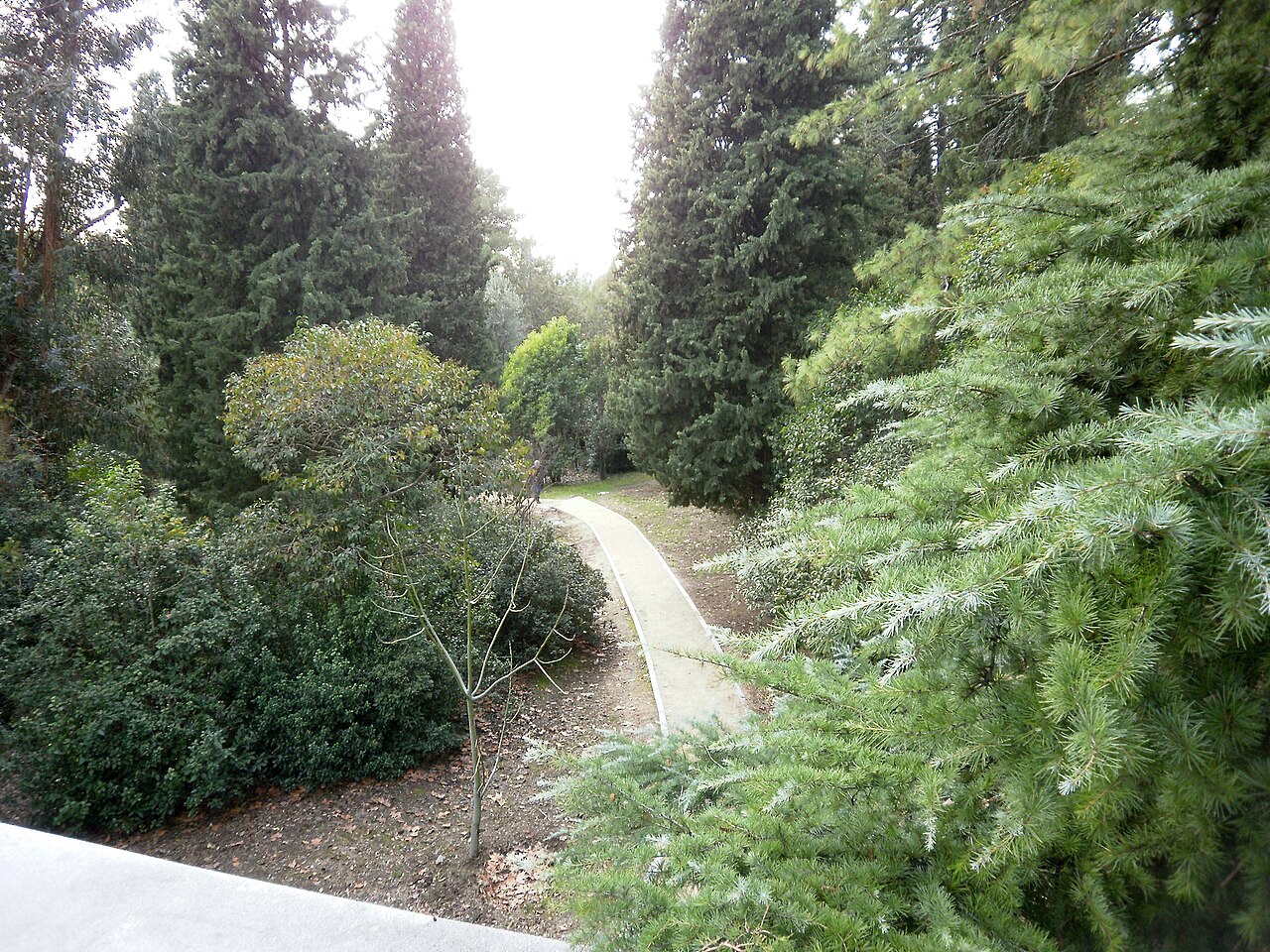 Arboreto de la E.T.S.I. de Montes (UPM)