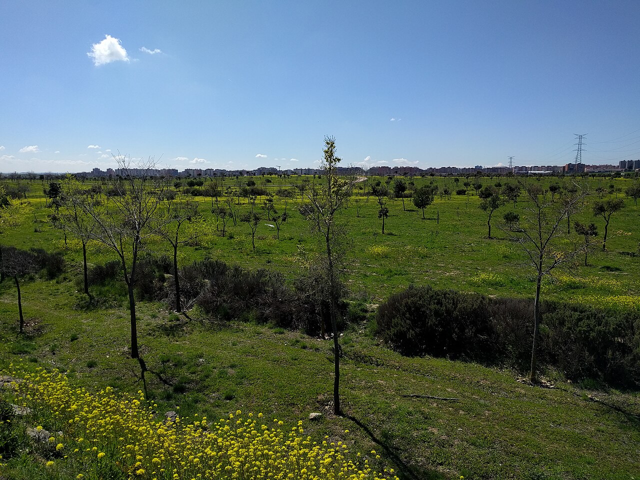 Bosque del Sur (Bosquesur)