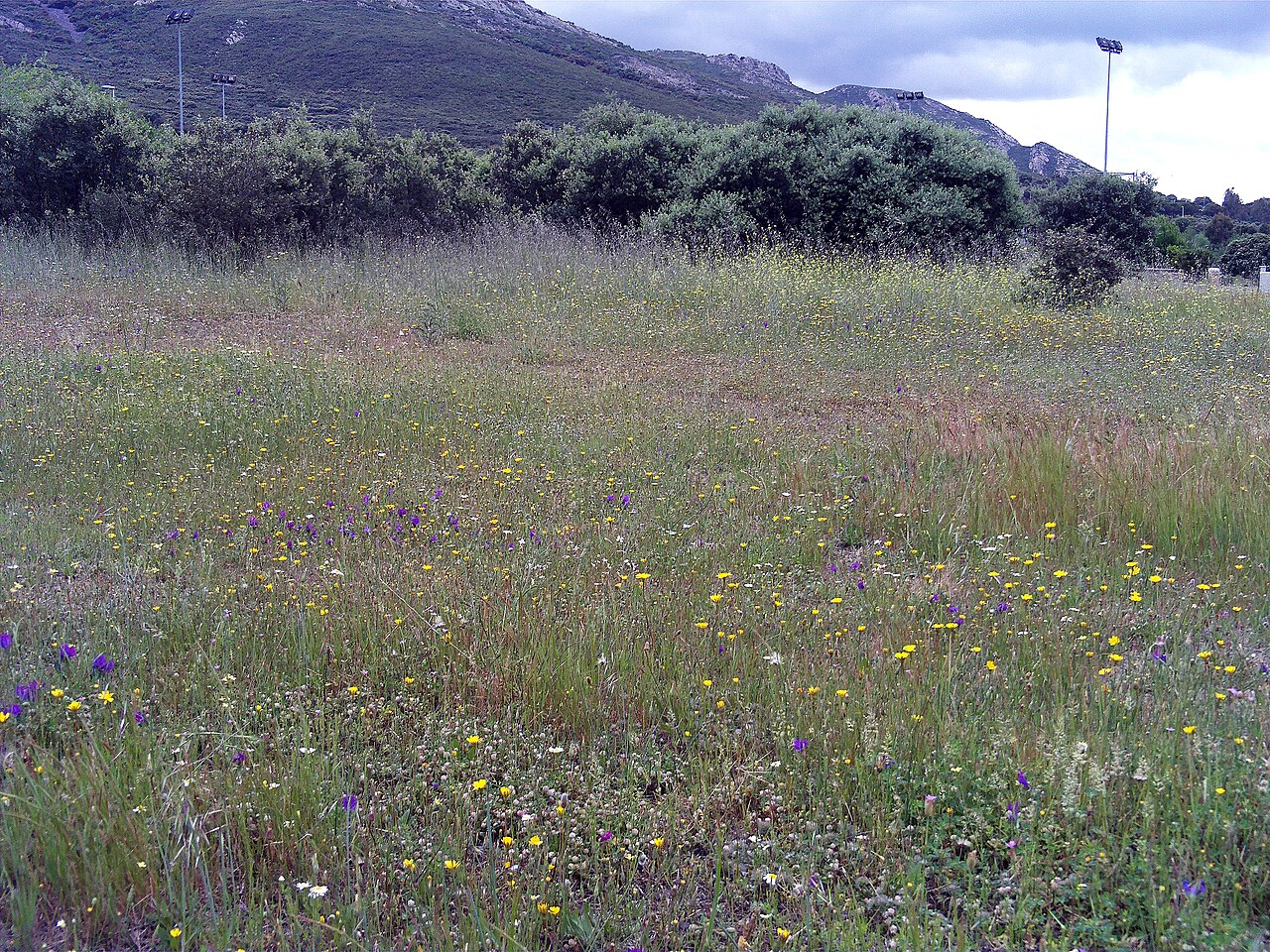 Dehesa Boyal de Puertollano