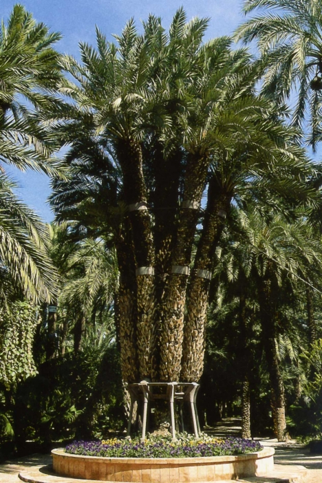 Huerto del Cura