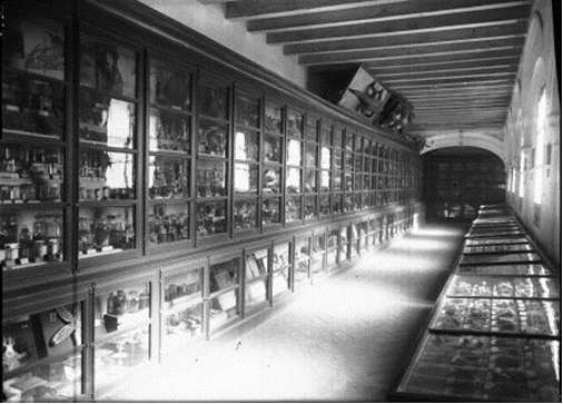 Museo de Geología (Universidad de Sevilla)