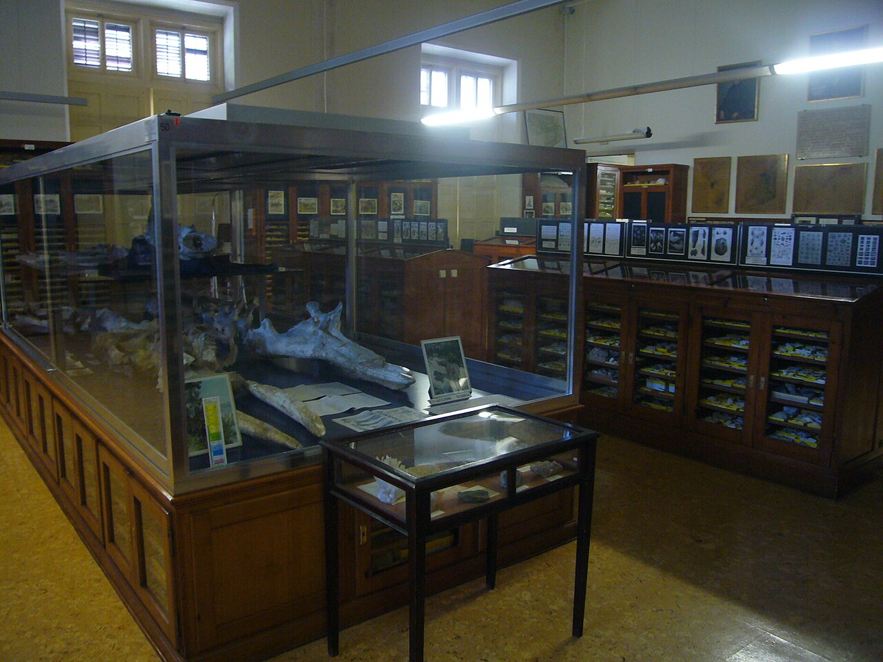 Museo Geológico del Seminario de Barcelona