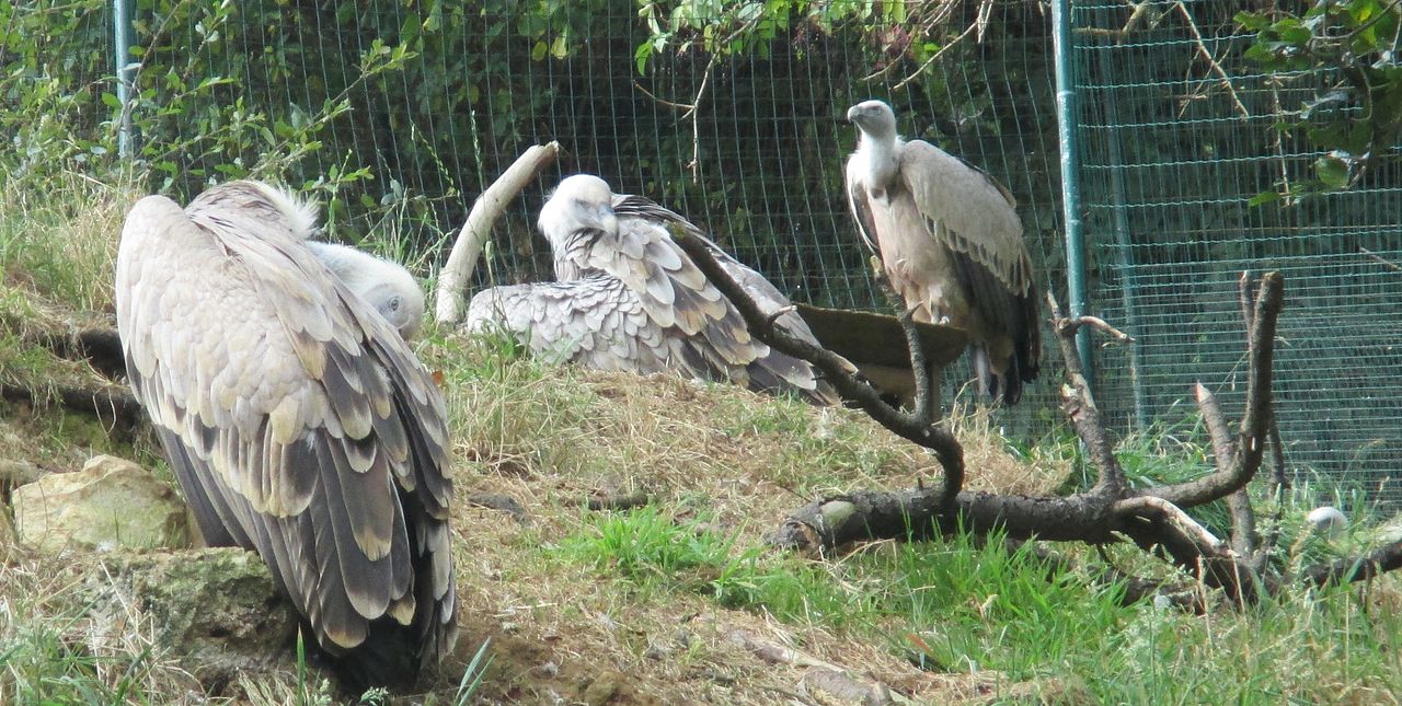 Zoológico y Parque Cuaternario de Santillana del Mar