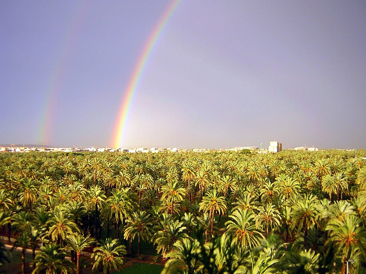 Palmeral de Elche