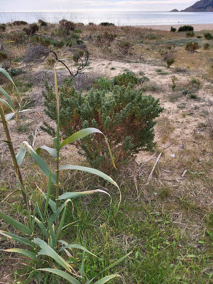 Parc de les Dunes